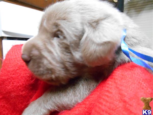GALE BRUDER Picture 1